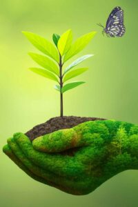 green sprout plant in hand nature wallpaper