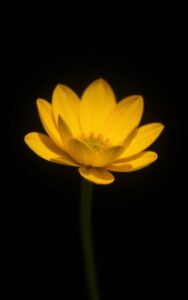 Green hills countryside wallpaper