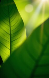 Green hills aesthetic nature wallpaper