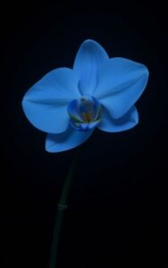 Snowy mountain peak nature wallpaper