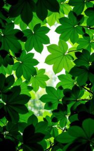 Calm earth tone nature wallpaper